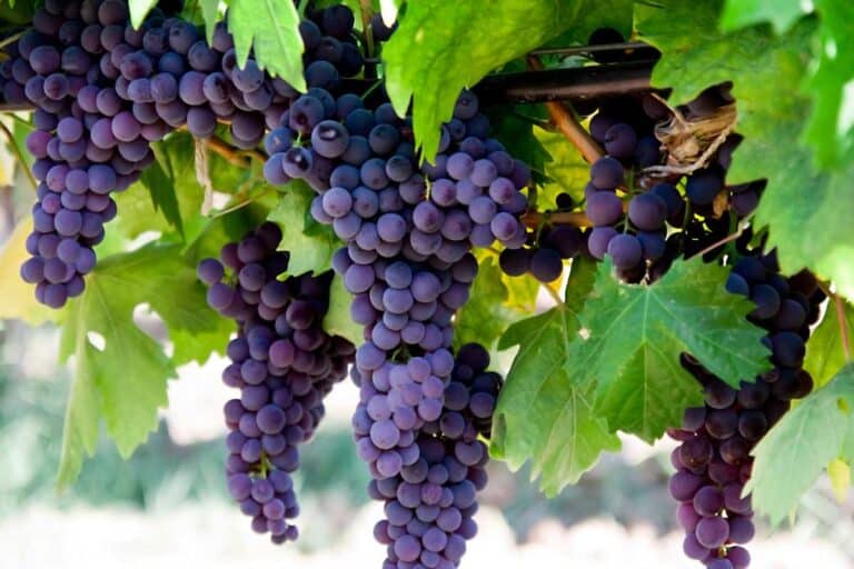 Does Grapes Promote Hair Growth? Exploring Nature’s Nourishing Potential