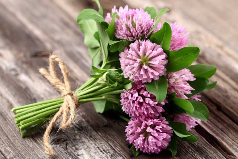 How Does Red Clover Help Fertility? Unveiling its Potential and Benefits