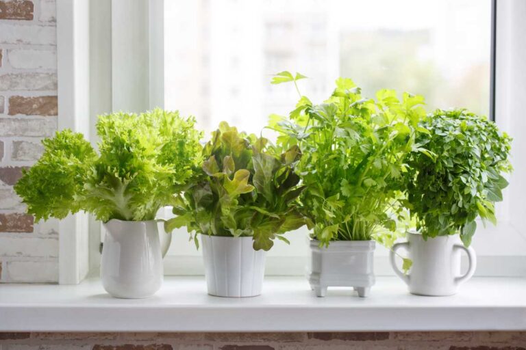 Best Indoor Herb Garden Ideas: Top 10 for Year-round Fresh Herbs