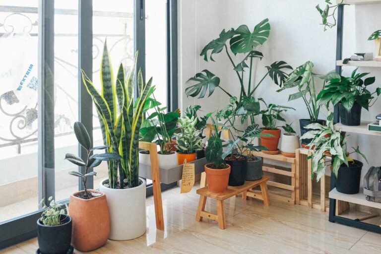 Best Indoor Plant As a Gifts: Top 10 for Any Occasion