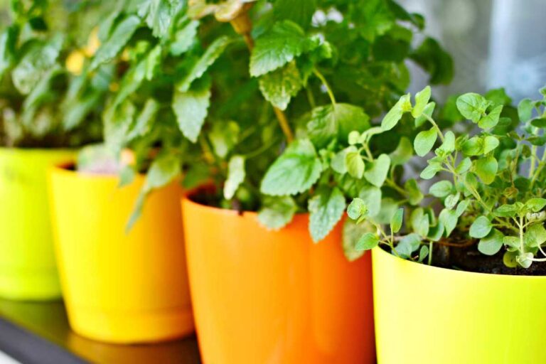 The Best Herbs to Grow for Beginners: A Top 10 Picks Guide