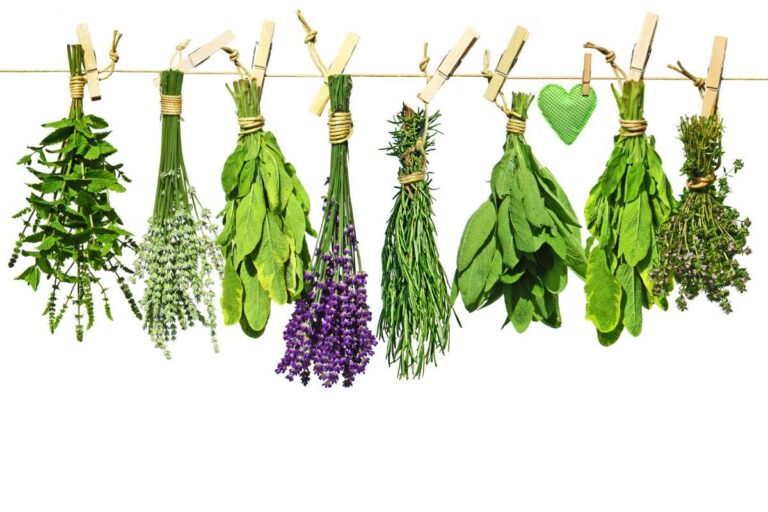 What Are the 10 Most Used Herbs? Explore the Top 10 Kitchen Herbs for Culinary Delights