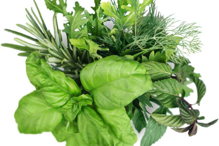 What Is the Easiest Herb to Keep Alive? Simplifying Indoor Herb Gardening with the Top 7 Resilient Herbs