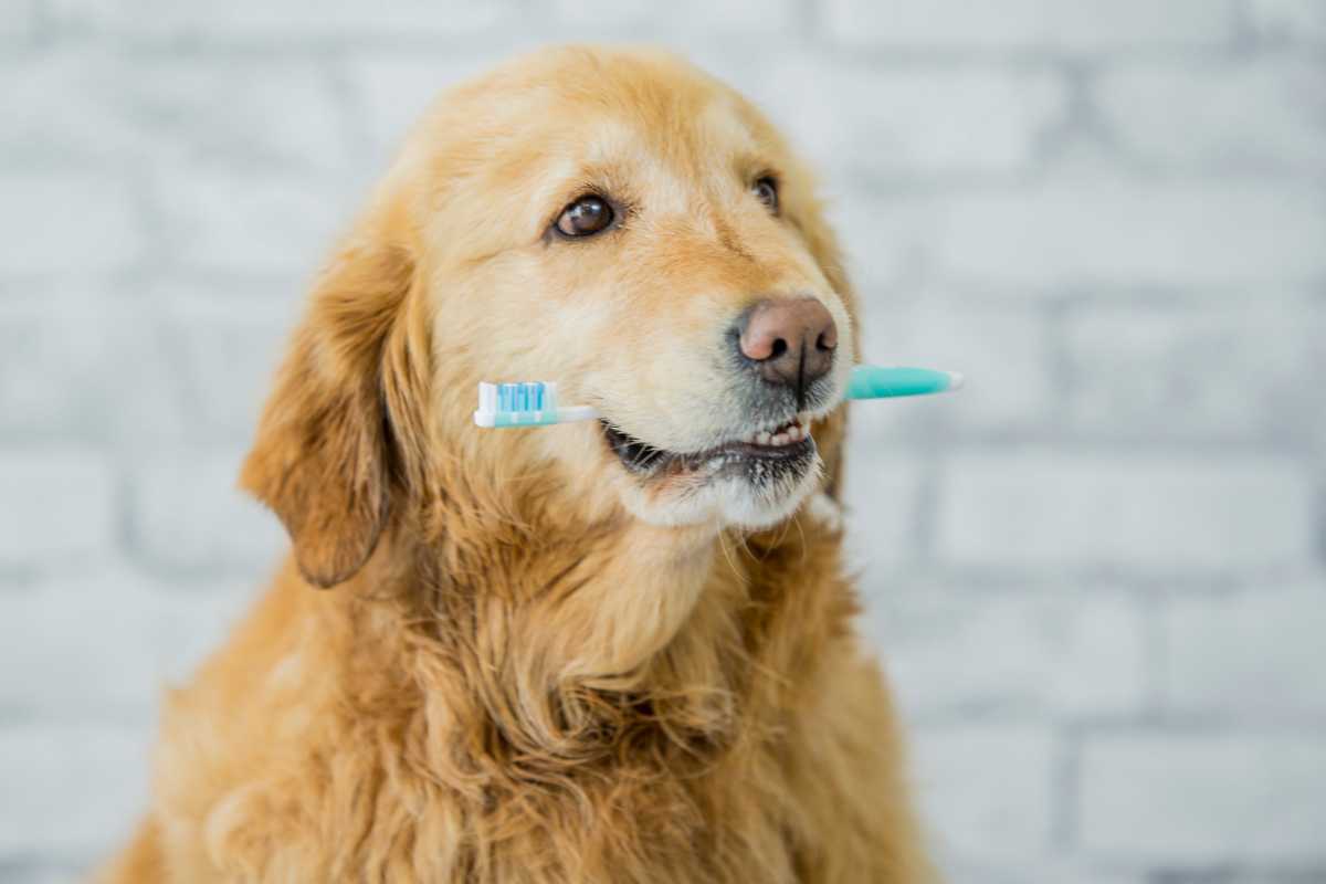 best dental health products for dogs