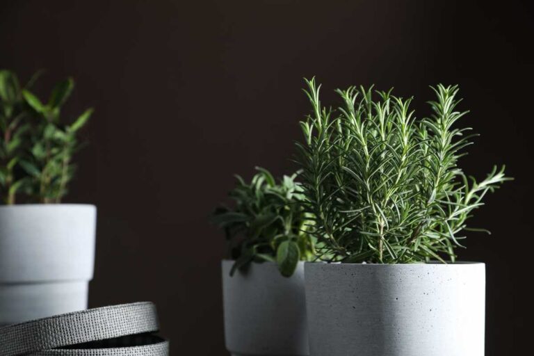 The Best Herbs to Grow in Pots: A Beginner’s Guide to the Top 7 Choices for Container Gardening