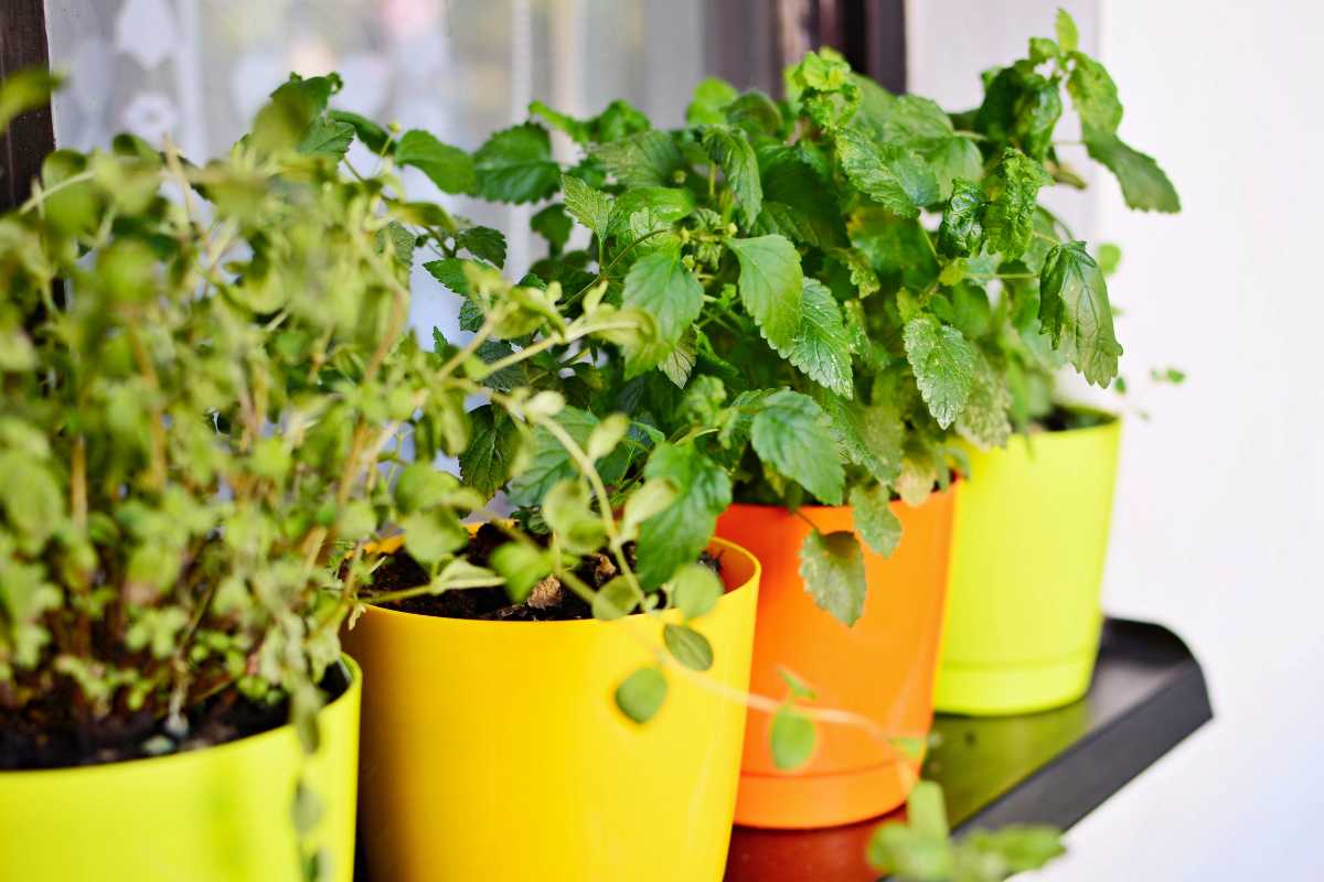 hardy herbs to grow outdoors