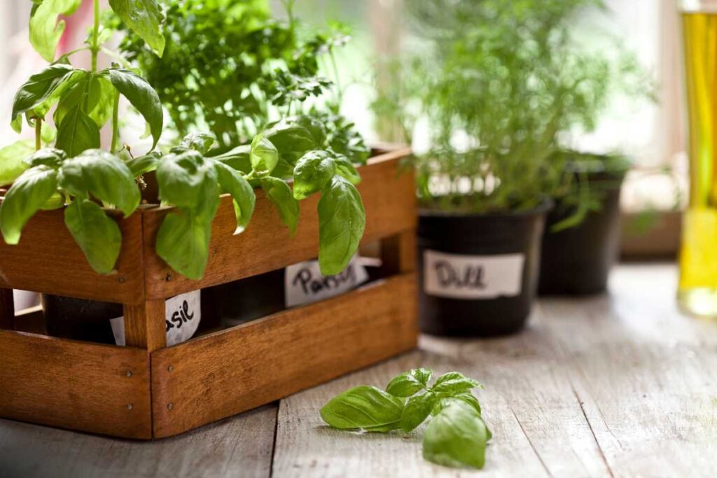 the best herbs to grow in containers