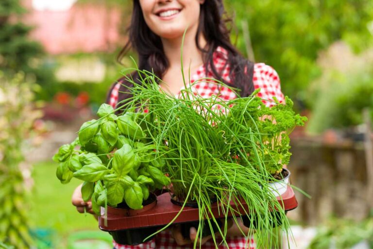 The Best Herbs To Grow In Your Garden: Ultimate Guide